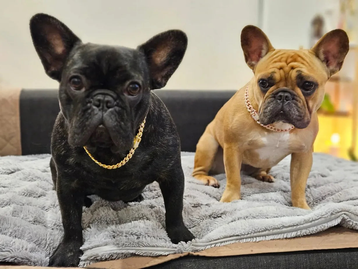 Diamond Cuban Dog Chain Collar – Metal Walking Collar with Secure Buckle, Pet Jewelry