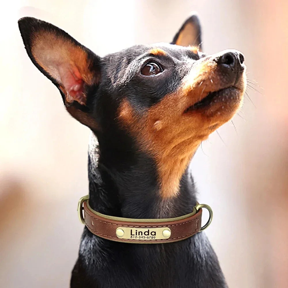 Personalized Leather Dog Collar – Soft Padded ID Nameplate with Free Engraving for Small, Medium & Large Dogs