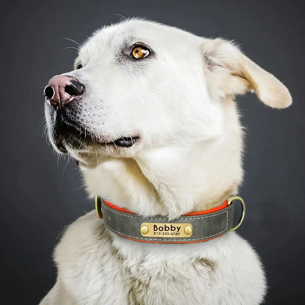 Personalized Leather Dog Collar – Soft Padded ID Nameplate with Free Engraving for Small, Medium & Large Dogs